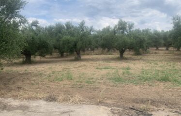 Οικόπεδο Αντικαλαμος