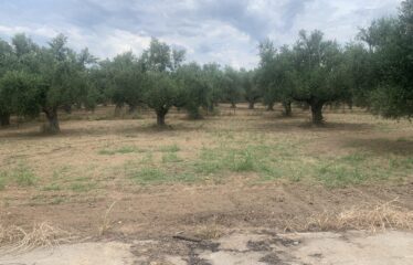 Οικόπεδο Αντικαλαμος