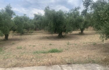 Οικόπεδο Αντικαλαμος