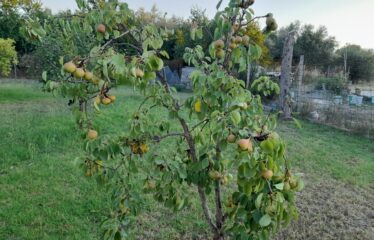 ΜΟΝΟΚΑΤΟΙΚΙΑ ΒΕΛΙΚΑ