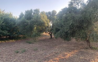 Ελαιοπερίβολο