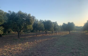 Ελαιοπερίβολο