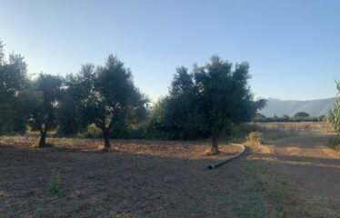 Ελαιοπερίβολο