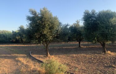 Ελαιοπερίβολο