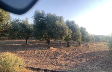 Ελαιοπερίβολο