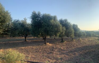 Ελαιοπερίβολο