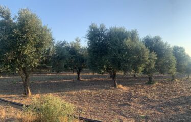 Ελαιοπερίβολο