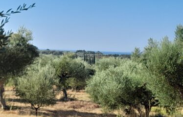 Οικοπεδο μαδαινα