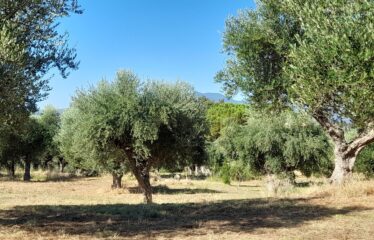 Οικοπεδο μαδαινα