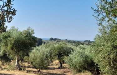 Οικοπεδο μαδαινα