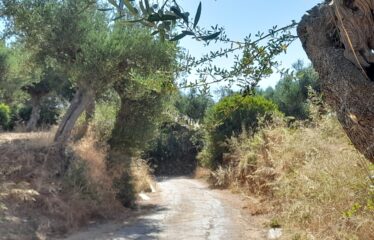 Οικοπεδο μαδαινα