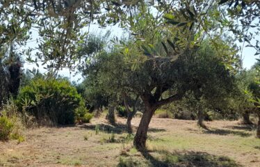 Οικοπεδο μαδαινα