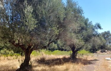 Αγροτεμάχιο Βουρνάζι με κτήρια