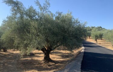 Ελαιοπερίβολο Μανεση