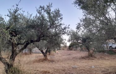 Οικόπεδο Λογγά