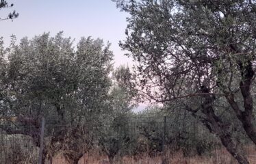 Οικόπεδο Λογγά