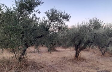 Οικόπεδο Λογγά
