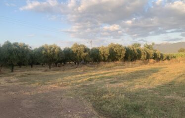 Ζευγολατιό