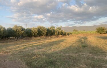 Ζευγολατιό