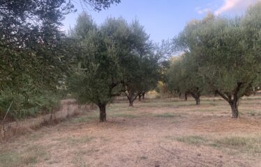 Ζευγολατιό