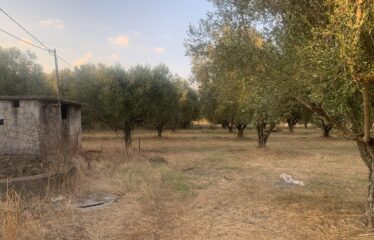 Ζευγολατιό