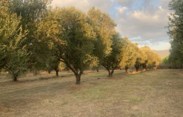 Ζευγολατιό