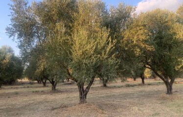 Ζευγολατιό