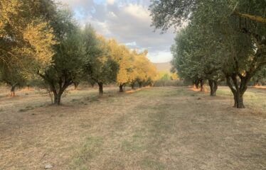 Ζευγολατιό
