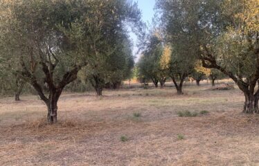 Ζευγολατιό