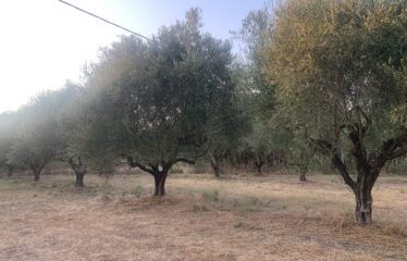 Ζευγολατιό