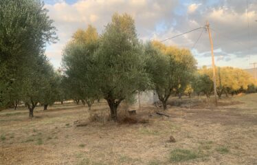 Ζευγολατιό