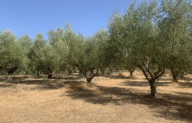 Ελαιοπερίβολο Διόδια