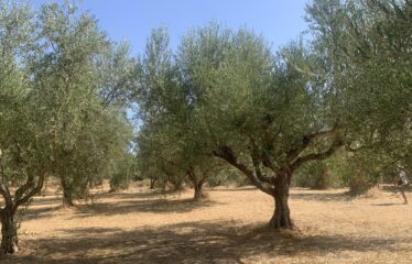 Ελαιοπερίβολο Διόδια