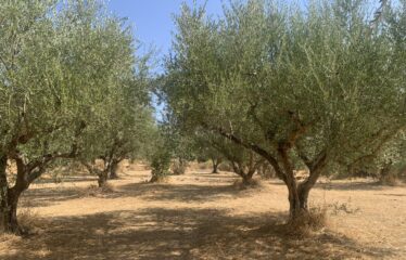 Ελαιοπερίβολο Διόδια