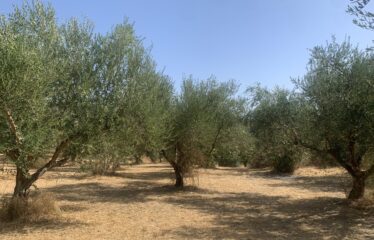 Ελαιοπερίβολο Διόδια