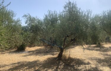 Ελαιοπερίβολο Διόδια