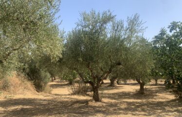 Ελαιοπερίβολο Διόδια