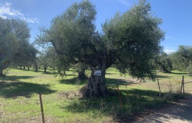 Κουμαριά Μεσσηνης