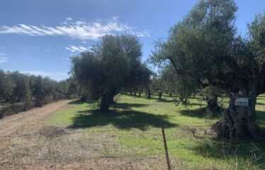 Κουμαριά Μεσσηνης