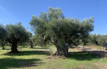 Κουμαριά Μεσσηνης