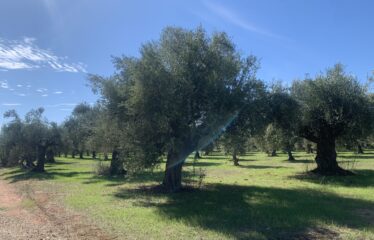 Κουμαριά Μεσσηνης