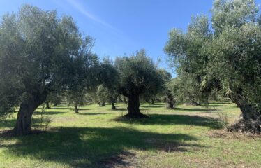 Κουμαριά Μεσσηνης