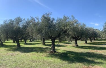 Κουμαριά Μεσσηνης