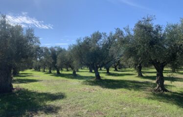 Κουμαριά Μεσσηνης