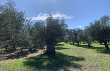 Κουμαριά Μεσσηνης