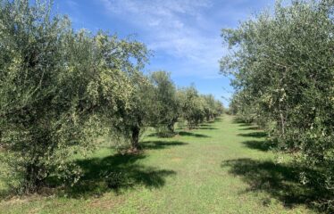 Κουμαριά Μεσσηνης