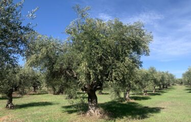 Κουμαριά Μεσσηνης