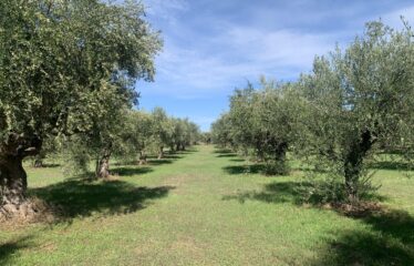 Κουμαριά Μεσσηνης