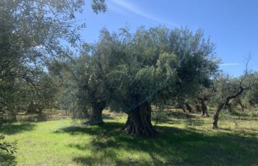 Κουμαριά Μεσσηνης