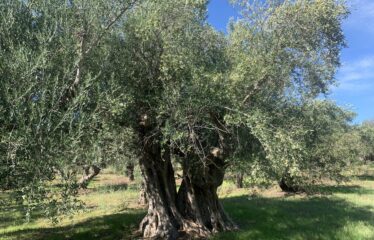 Κουμαριά Μεσσηνης